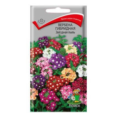 Вербена гибридная Звёздная пыль 