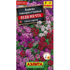 Вербена Леди мечта, смесь сортов