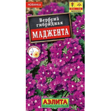 Вербена Маджента