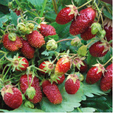 Земклуника Купчиха