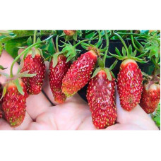 Земклуника Цукат Мускатный