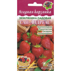 Земляника садовая Сан-Андреас