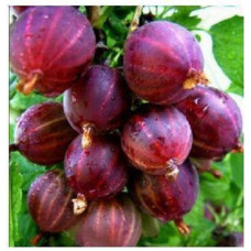 Крыжовник Сенатор