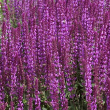 Сальвия дубравная (Шалфей) Аметист  