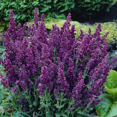 Сальвия дубравная (Шалфей) Плюмоза  