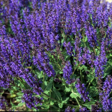 Сальвия дубравная (Шалфей) Виола Клоуз  