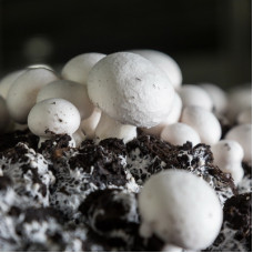 Шампиньоны, зерновой мицелий (125 г, 250 мл)