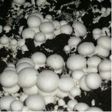 Шампиньон белый (мицелий на компосте, 60 мл)