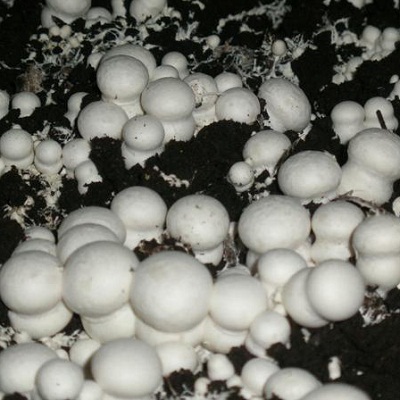 Шампиньон белый (мицелий на компосте, 60 мл)