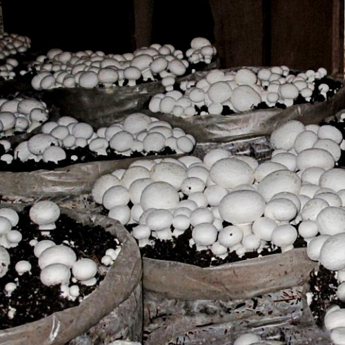 Семена гриб шампиньон купить семена стрептокарпуса