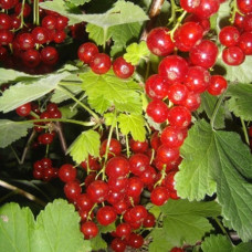 Смородина красная Щедрая