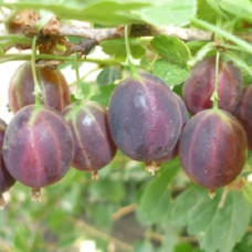 Крыжовник Щедрый