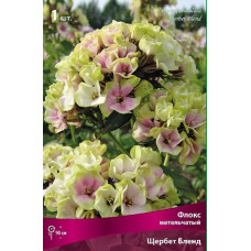 Флокс Щербет Бленд (метельчатый)