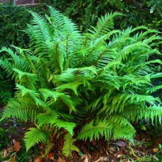 Щитовник родственный