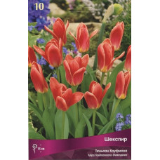 Тюльпан Шекспир