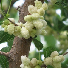 Шелковица белая (Тутовое дерево)