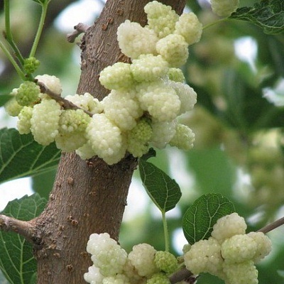 Шелковица белая (Тутовое дерево)
