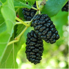 Шелковица черная