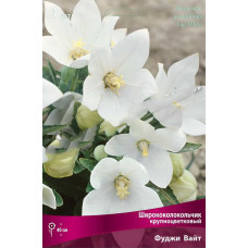 Ширококолокольчик крупноцветковый Фуджи Вайт 