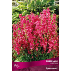 Сидальцея орегана Бриллиант