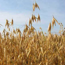 Сидерат Овёс 