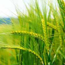 Сидерат Пшеница яровая