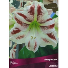 Амариллис Сидней