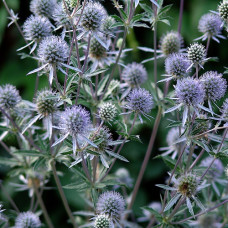 Синеголовник плосколистный Блау Цверг 