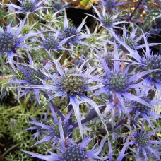 Синеголовник Бурже  