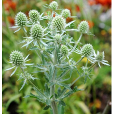 Синеголовник плосколистный Глиттер Вайт 