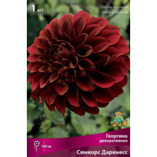 Георгина Синиорс Даркнесс (декоративная)