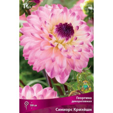 Георгина Синиорс Криэйшн (декоративная)