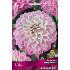 Георгина Синиорс Арт (декоративная)