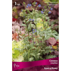 Синюха голубая Бриз д'Анжу