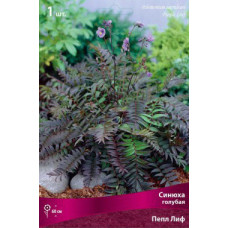 Синюха голубая Пепл Лиф