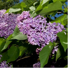 Сирень Алексей Маресьев