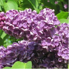 Сирень Аметист-2