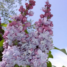 Сирень Катерина Хавемейер