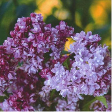 Сирень Колхозница