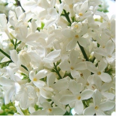 Сирень Лебедушка