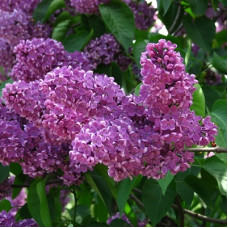 Сирень Леонид Леонов