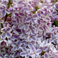 Сирень Лила Вондер (Серия Люкс)