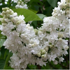 Сирень Мадам Лемуан