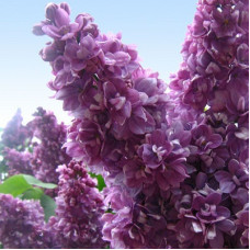 Сирень Максимович