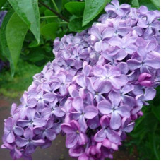 Сирень Мечта