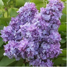 Сирень Небо Москвы