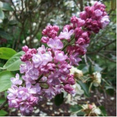 Сирень Бель де Нанси