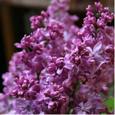 Сирень Богдан Хмельницкий