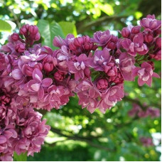 Сирень Маршал Василевский