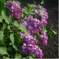 Сирень Русь